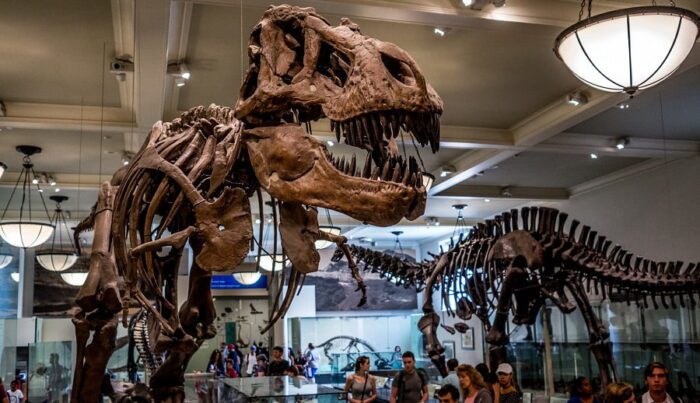 AMERICAN MUSEUM OF NATURAL HISTORY: NOVEMBER 1, 2025