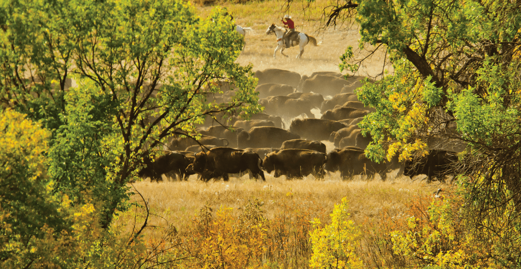 THE GREAT BUFFALO ROUNDUP OF THE BLACK HILLS SEPTEMBER 27, 2022 Wade