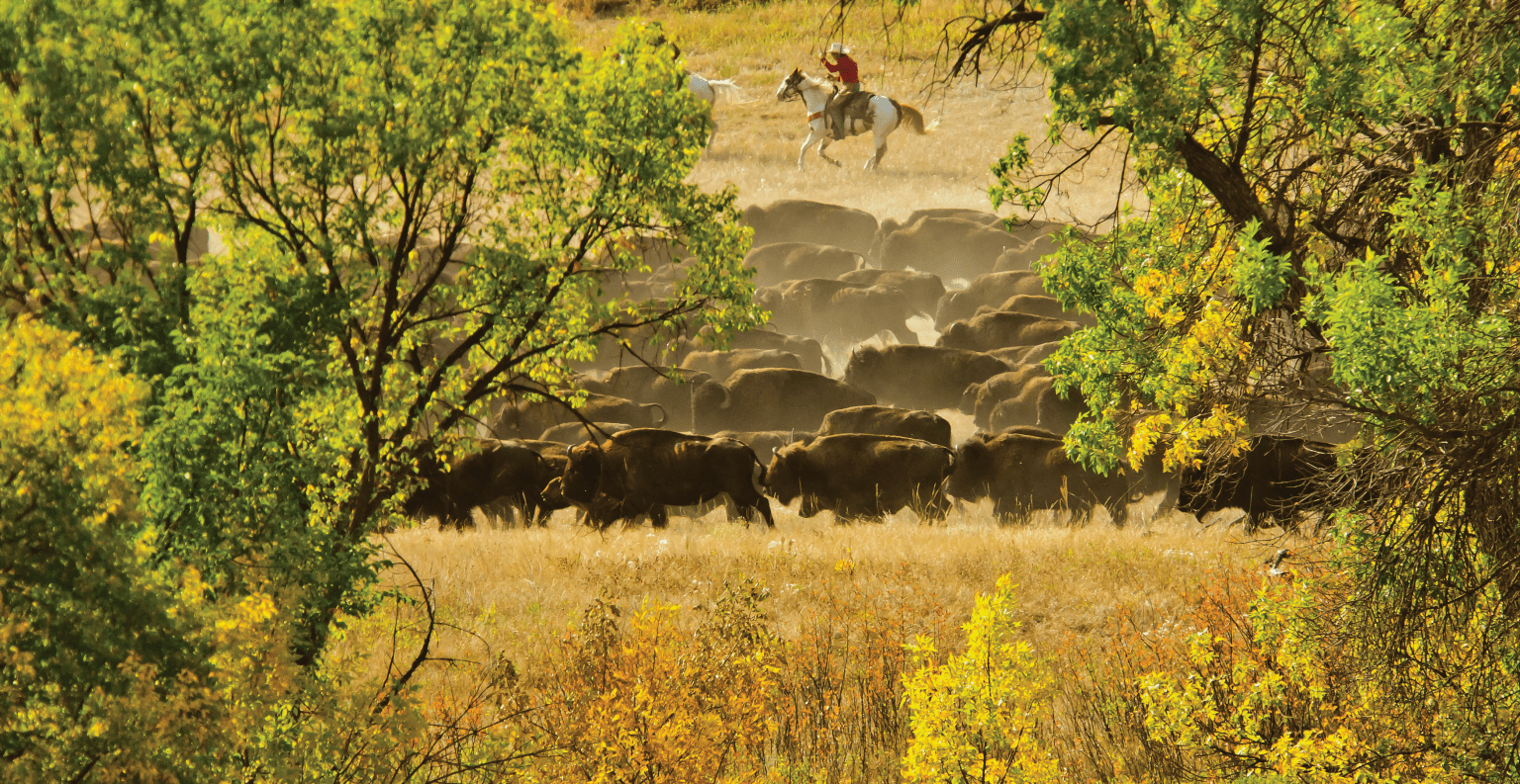 THE GREAT BUFFALO ROUNDUP OF THE BLACK HILLS SEPTEMBER 24, 2024 Wade