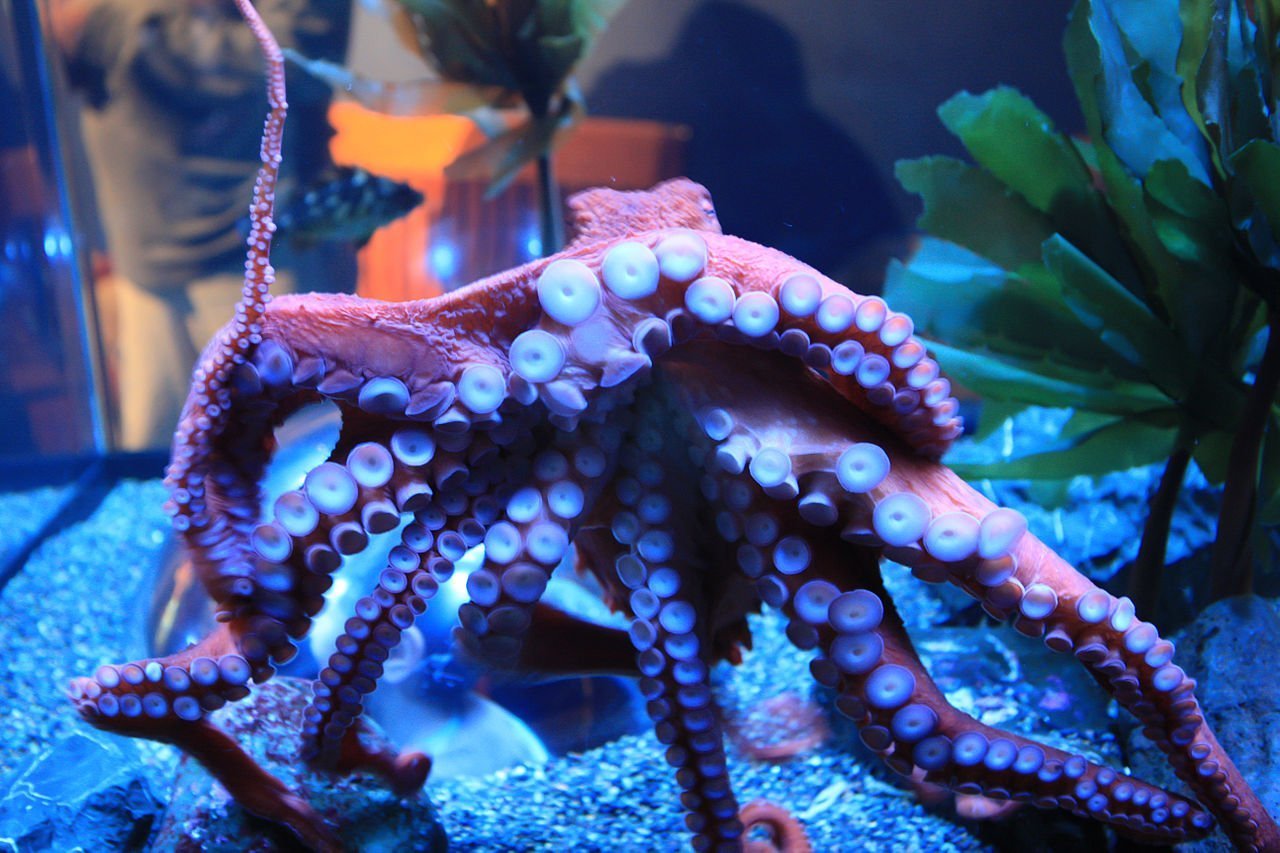 Giant Pacific Octopus in tank
