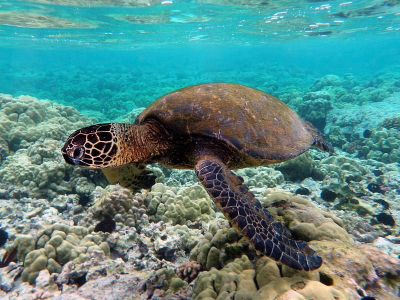 Green Sea Turtle at The New England Aquarium