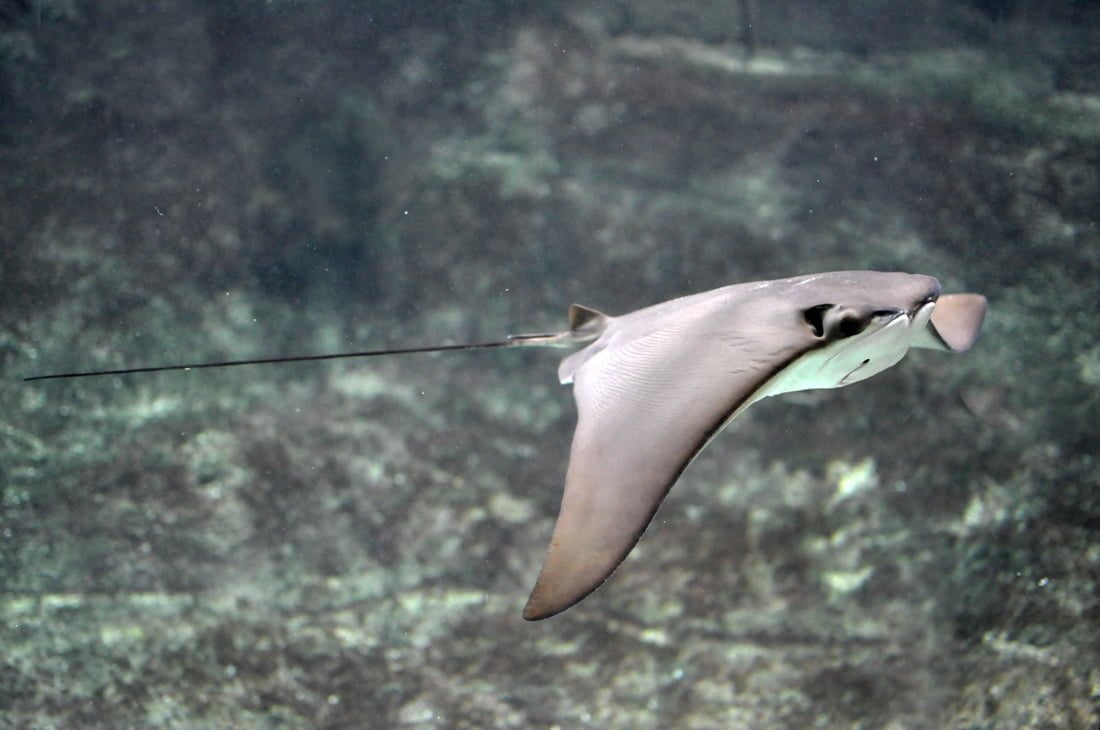 Cownose Ray at the New England Aquarium