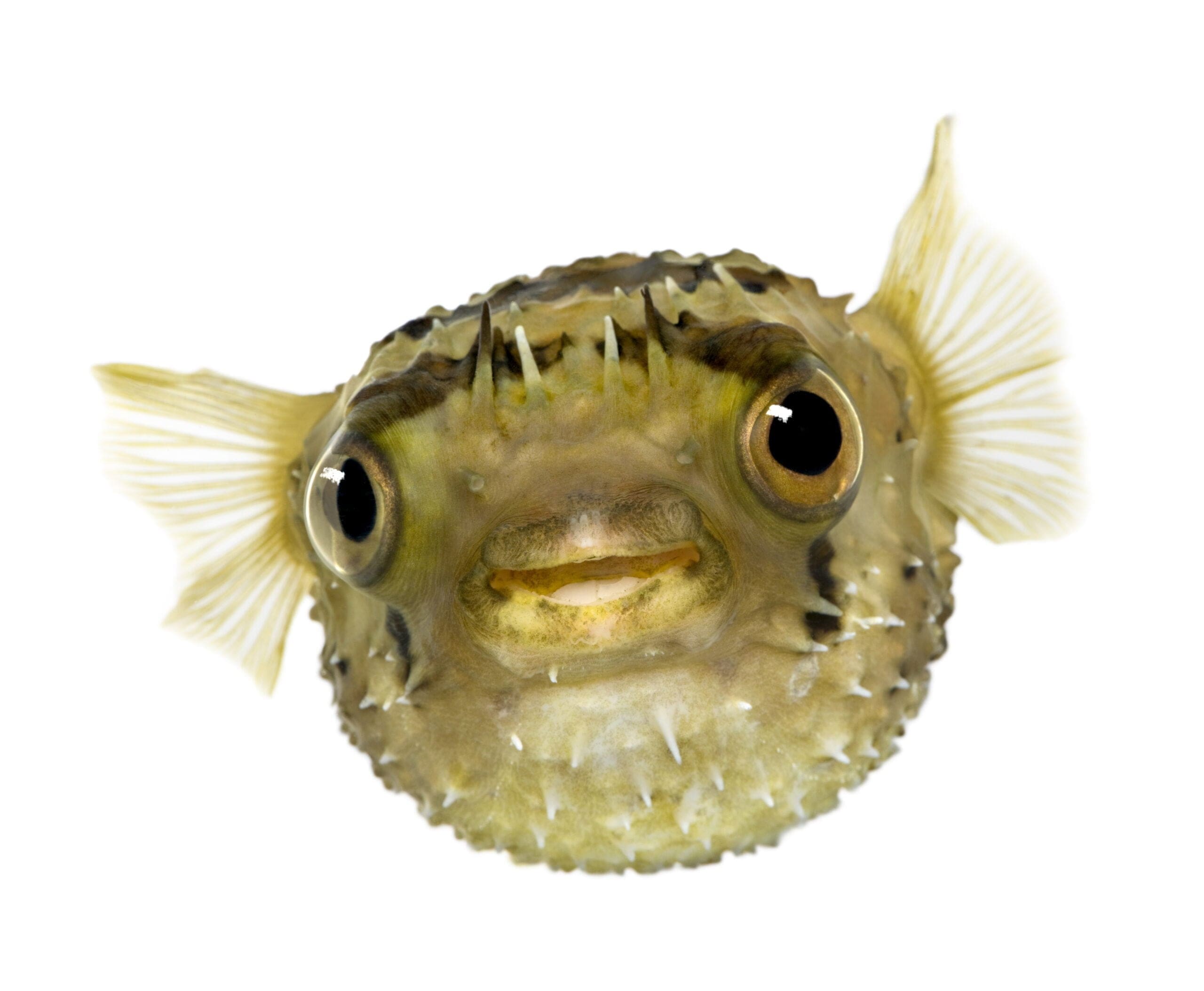 Balloonfish at the New England Aquarium