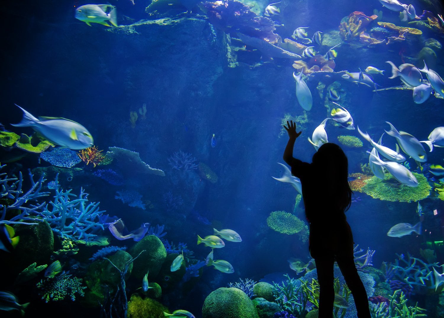 Child looking in a tank at the New England Aquarium