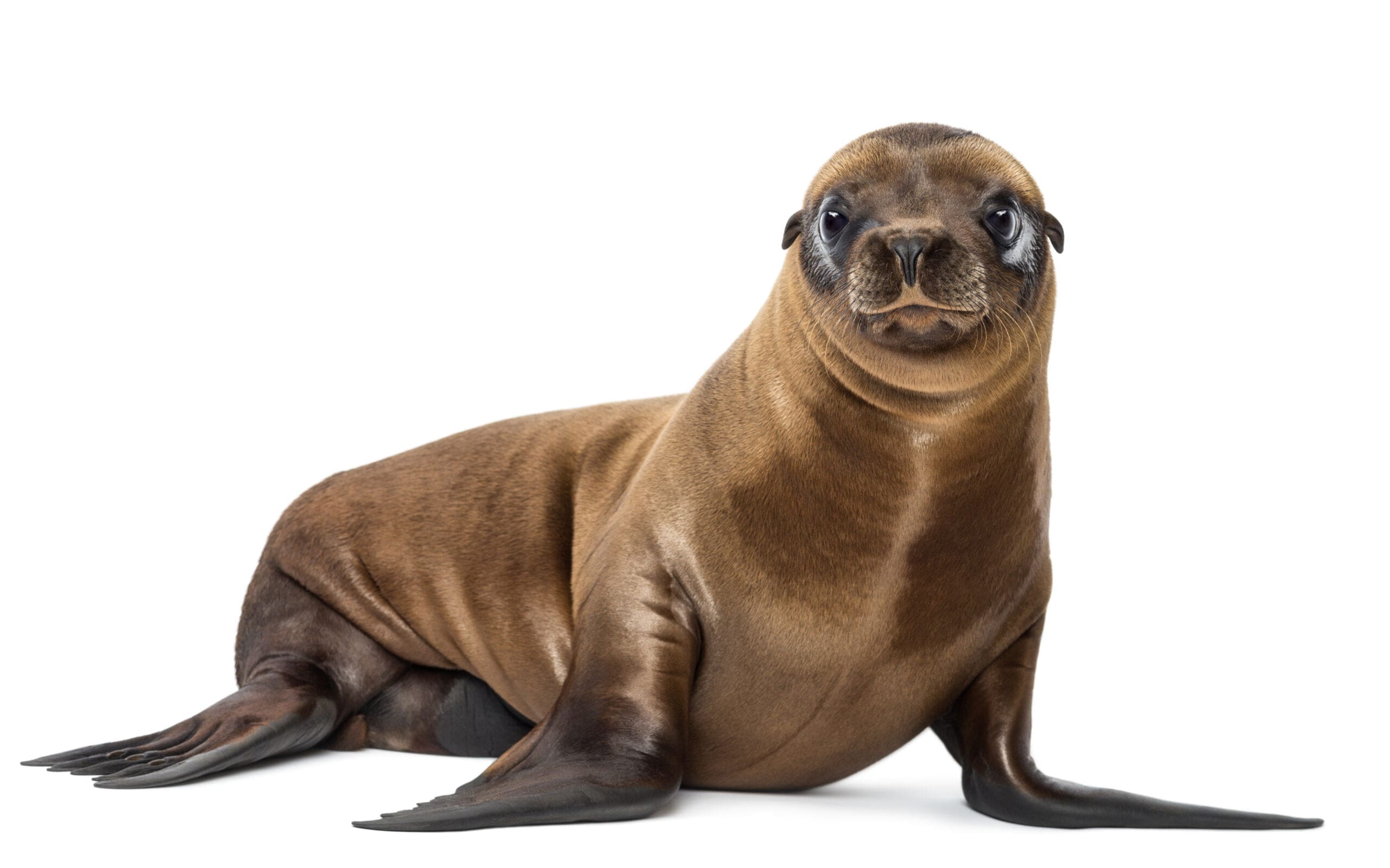 California Sea Lion