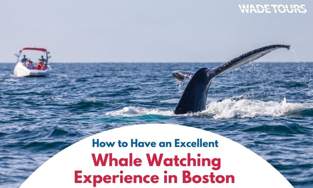 How To Have The Best Whale Watching Experience In Boston - Wade Tours