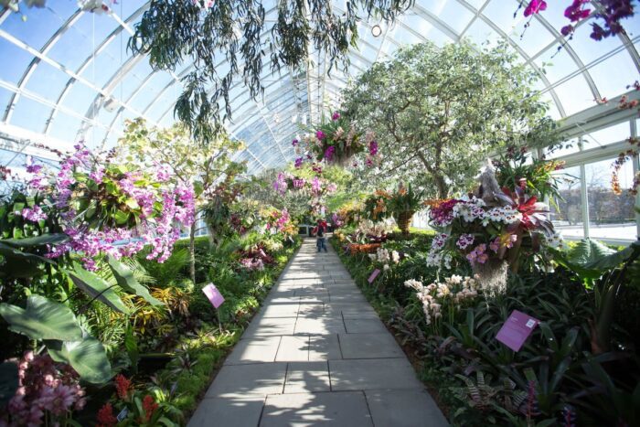 NEW YORK BOTANICAL GARDEN ORCHID SHOW: APRIL 16, 2025 - Image 3